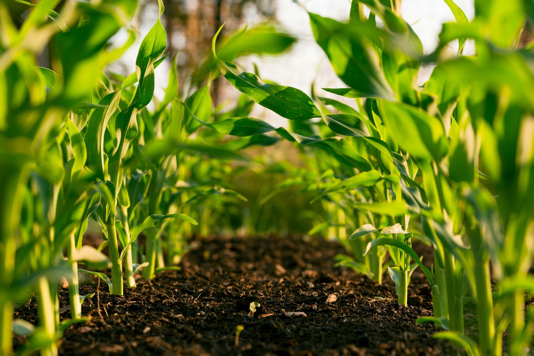 Young maize plants growing in rows of dark, healthy soil at sunrise