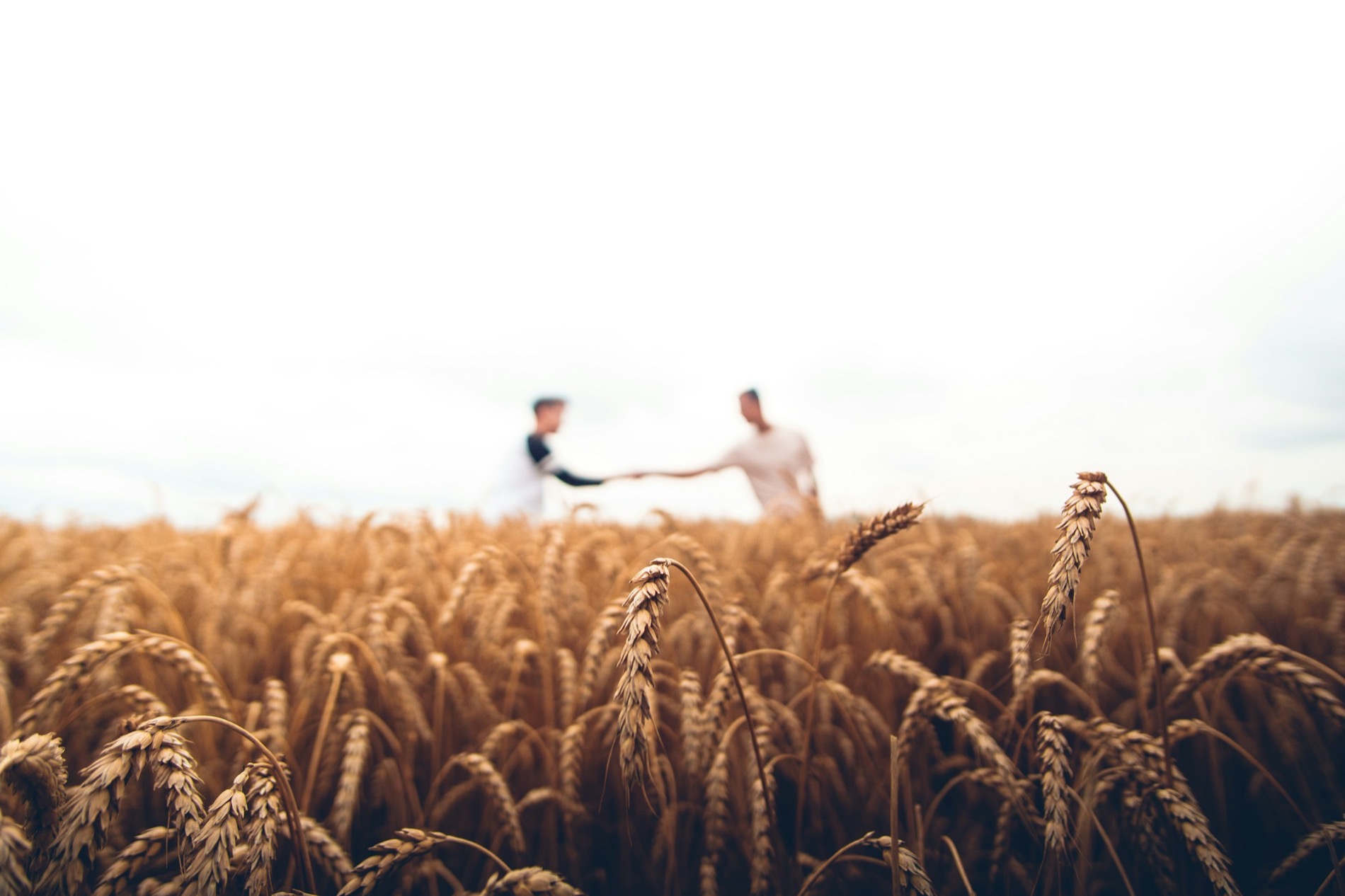Two partners shaking hands in a ripe wheat field