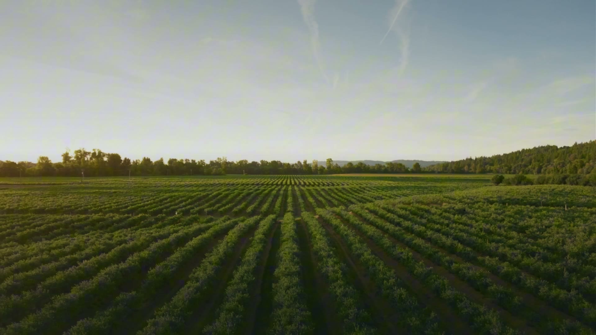 Aerial view of an irrigated crop field at golden hour