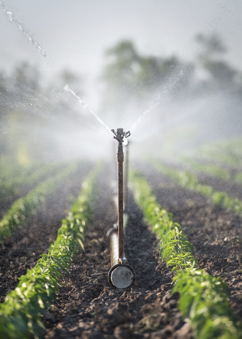 Irrigation sprinkler watering a field